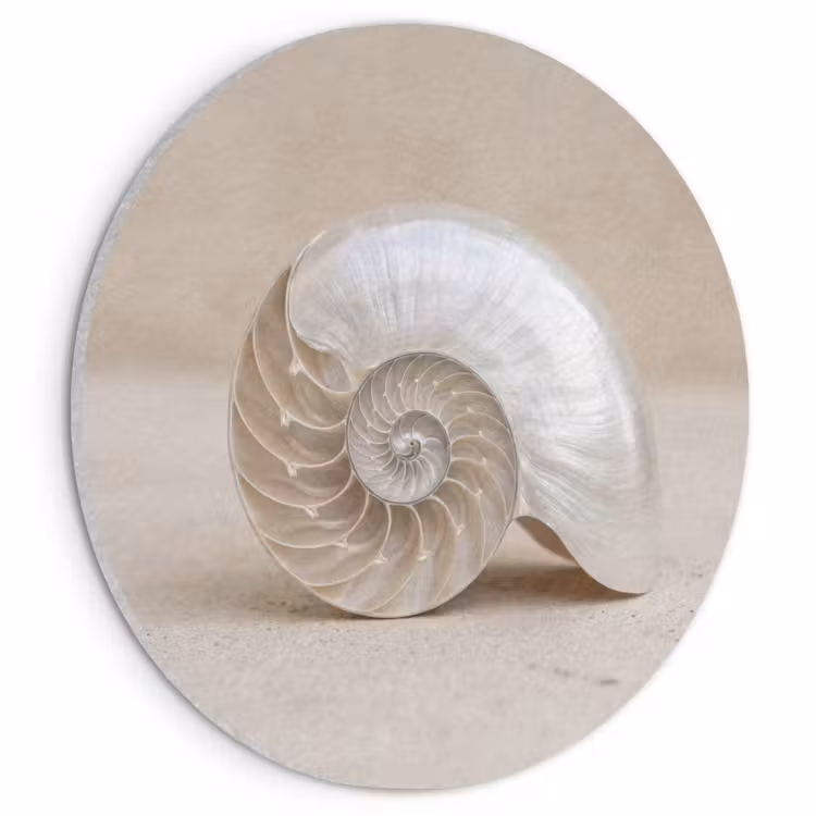 Akoestisch schilderij rond - Schelp - Spiraal - Beige — 1