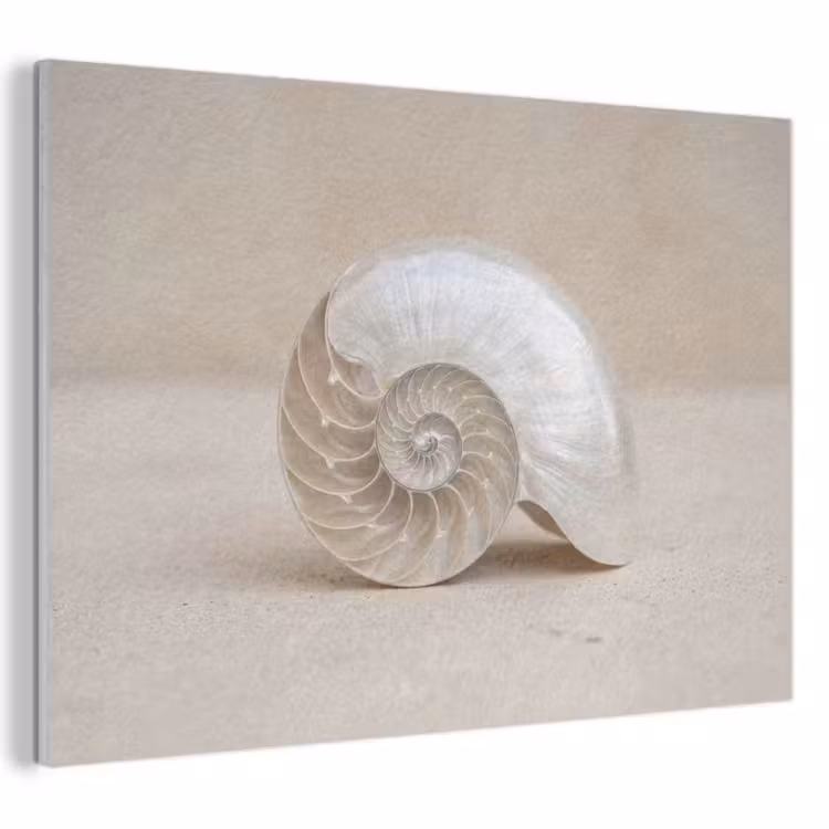 Akoestisch schilderij - Schelp - Spiraal - Beige — 1