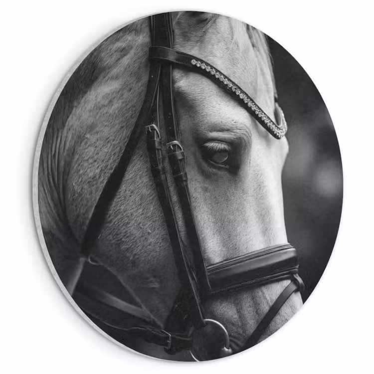 Akoestisch schilderij rond - Paard - Schimmel - Portret — 1