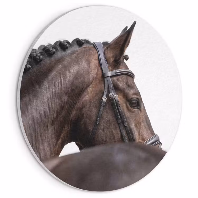 Akoestisch schilderij rond - Portret - Paard - Elegant — 1