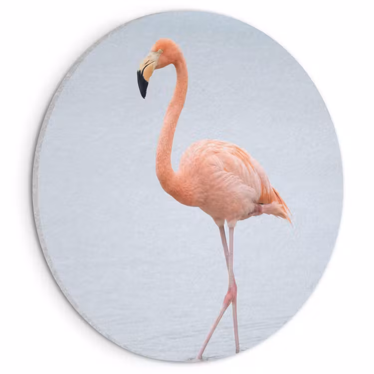 Akoestisch schilderij rond - Flamingo - Zee - Roze — 1