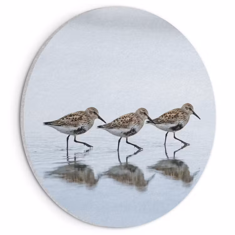 Akoestisch schilderij rond - Vogels - Water - Grijs — 1