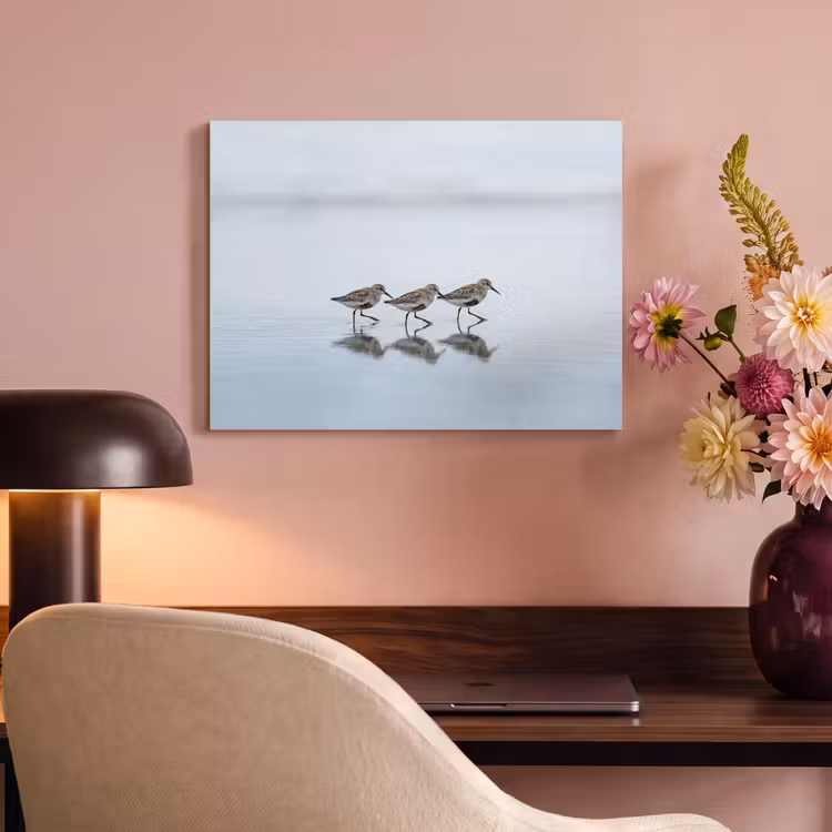 Akoestisch schilderij - Vogels - Water - Grijs — 4