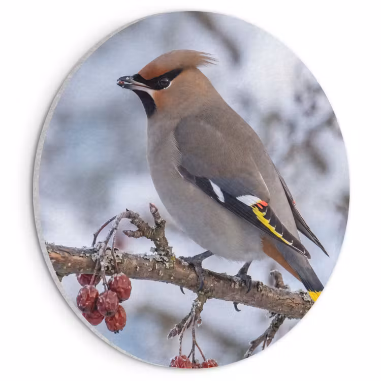 Akoestisch schilderij rond - Pestvogel - Bessen - Winter - Natuur — 1