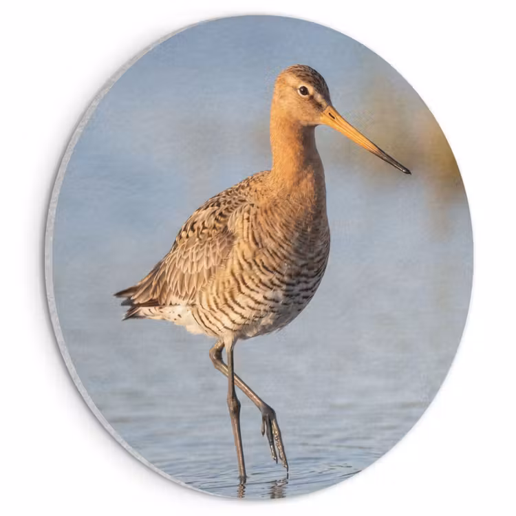 Akoestisch schilderij rond - Vogel - Steltloper - Water - Natuur — 1