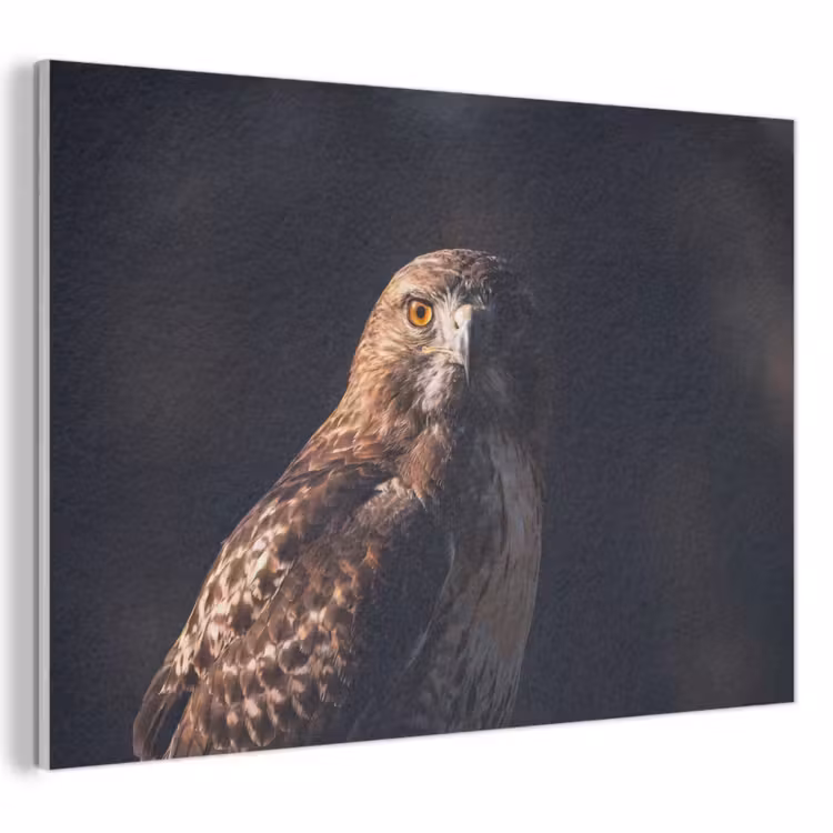 Akoestisch schilderij - Roofvogel - Buizerd - Bruin — 1