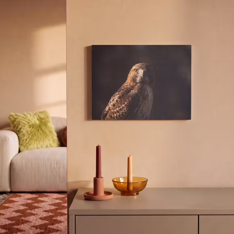 Akoestisch schilderij - Roofvogel - Buizerd - Bruin — 2