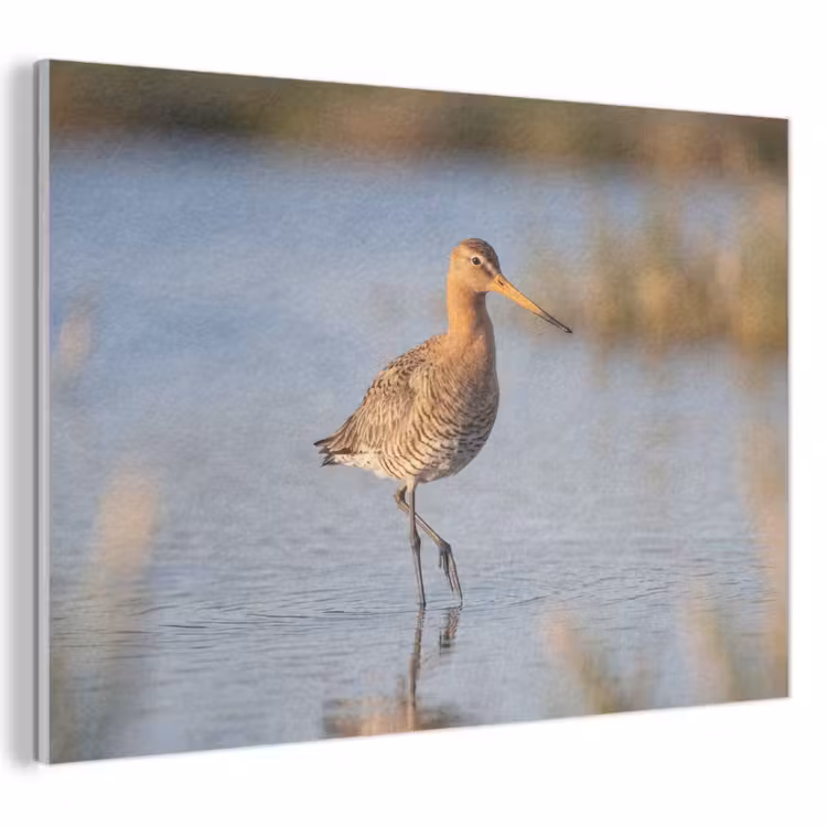 Akoestisch schilderij - Vogel - Steltloper - Water - Natuur — 1