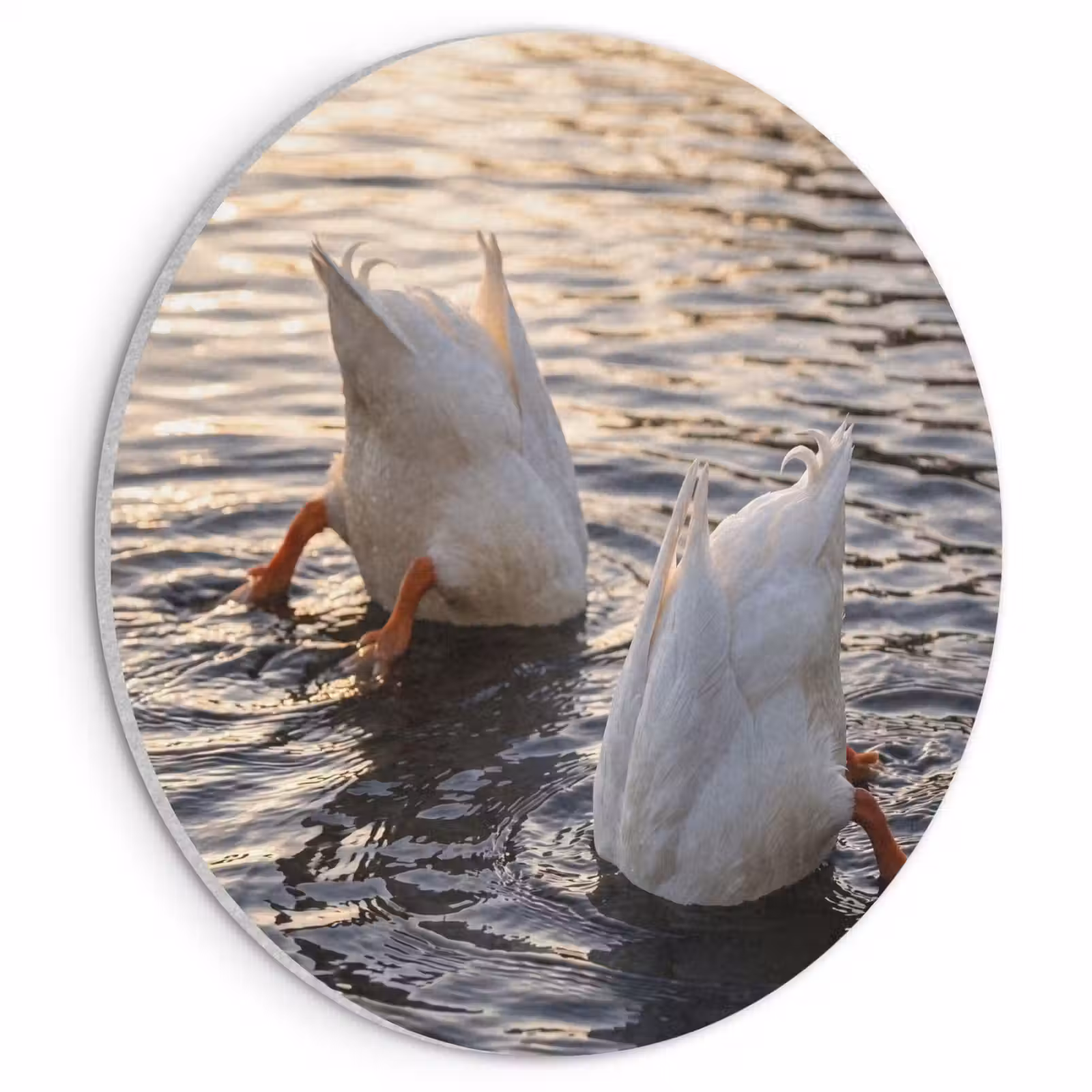 Akoestisch schilderij rond - Eenden - Water - Natuur — 1