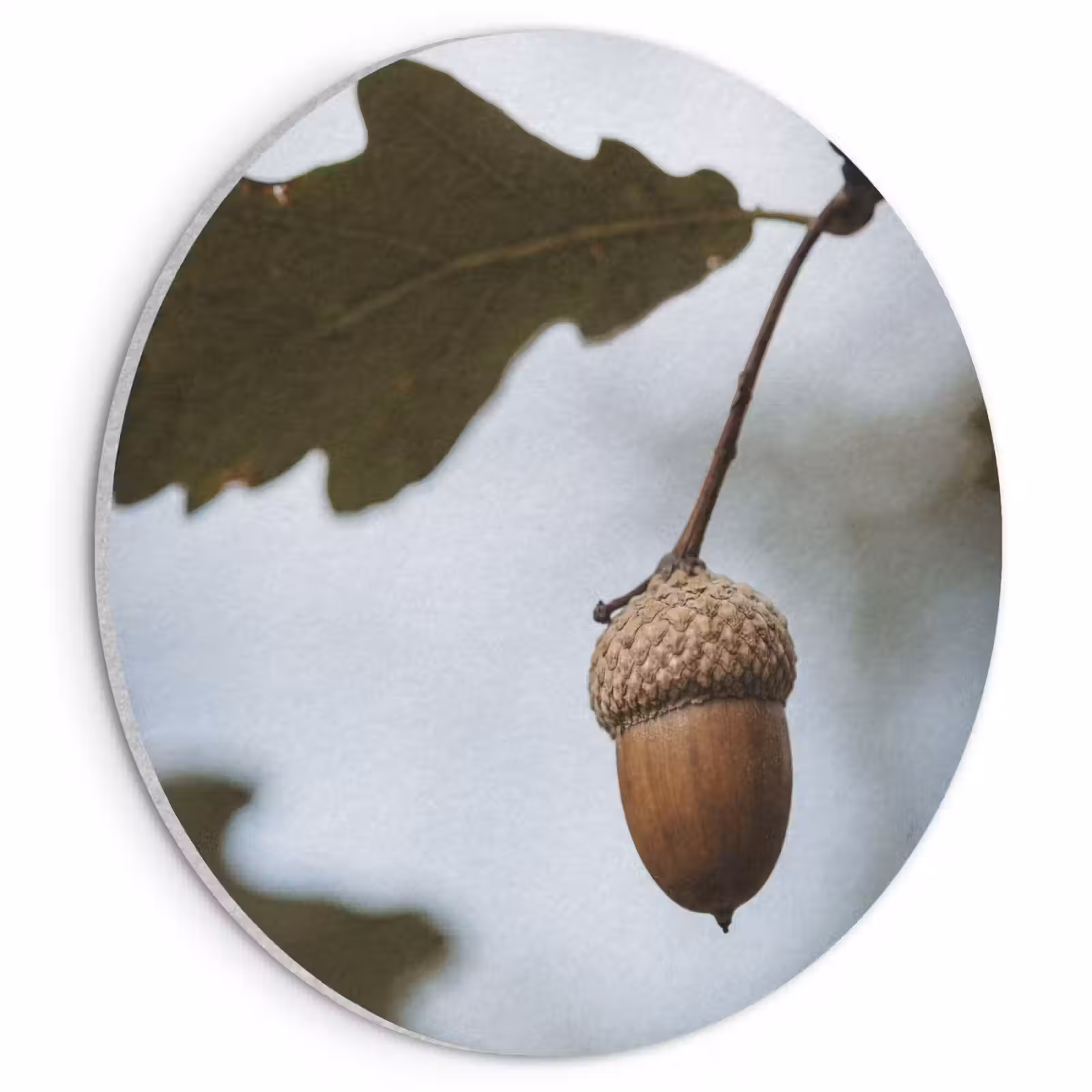 Akoestisch schilderij rond - Eikel - Eikenblad - Bos - Herfst - Natuur — 1