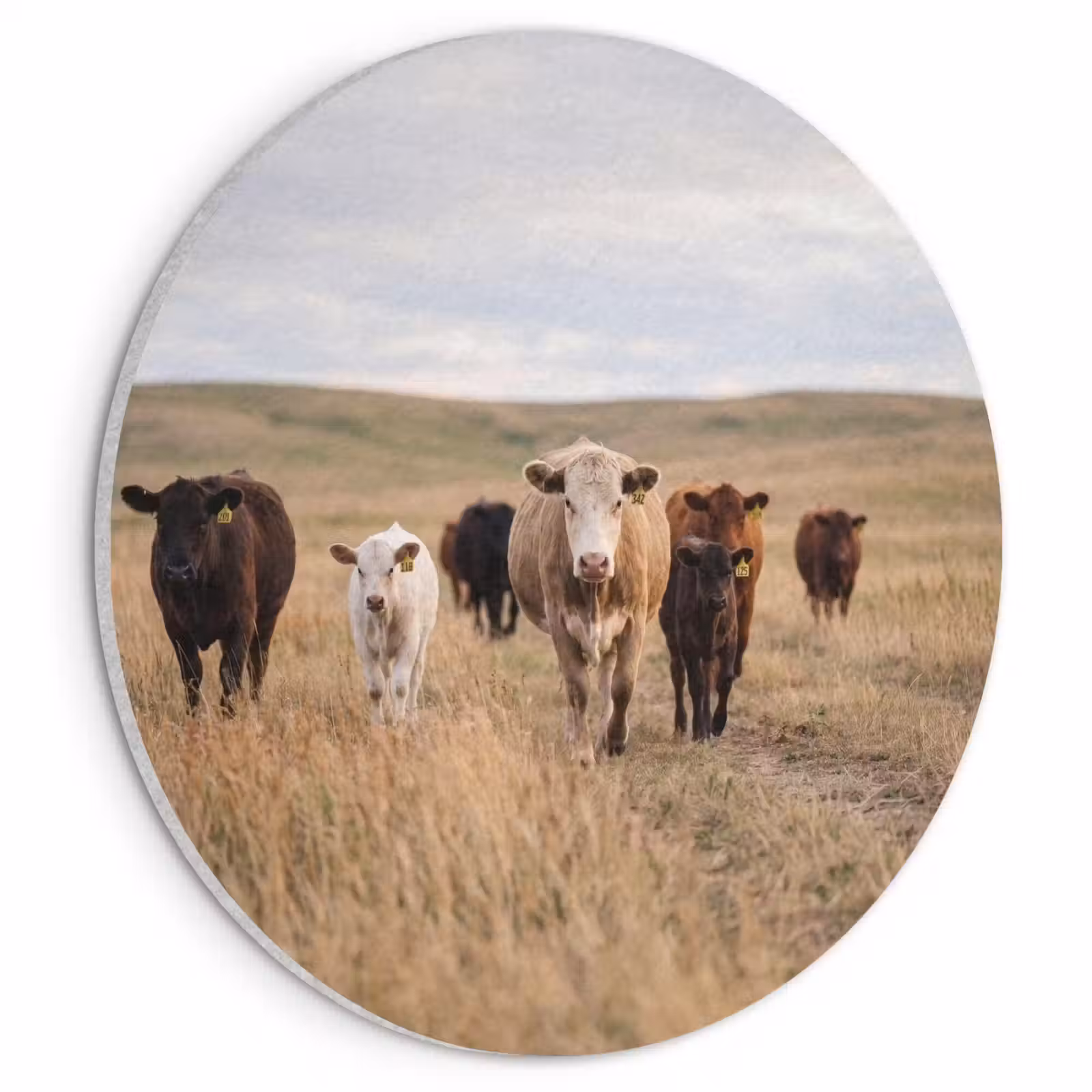 Akoestisch schilderij rond - Runderen - Kudde - Landschap - Weide - Rustig — 1