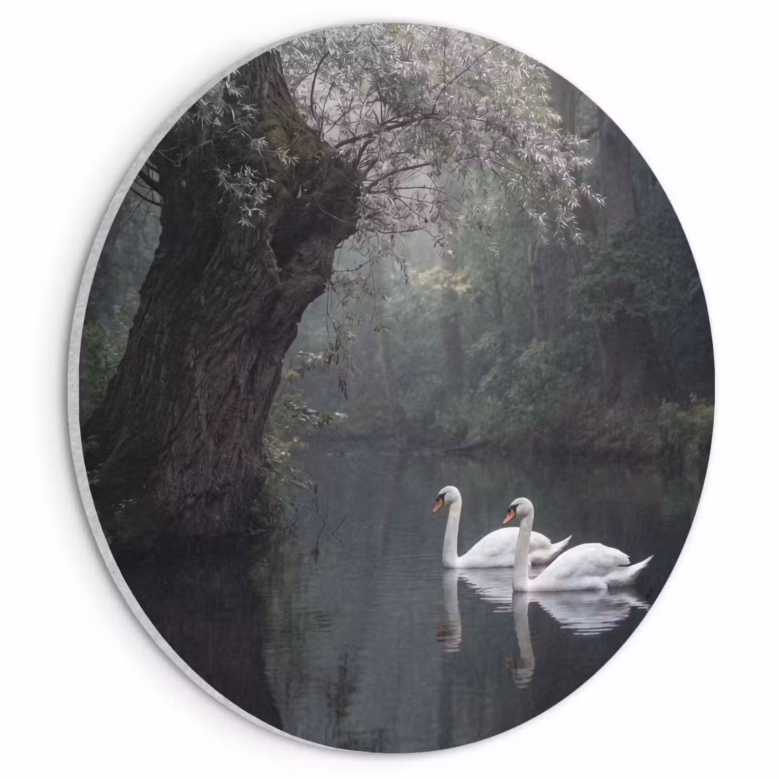 Akoestisch schilderij rond - Zwanen - Rivier - Bos — 1