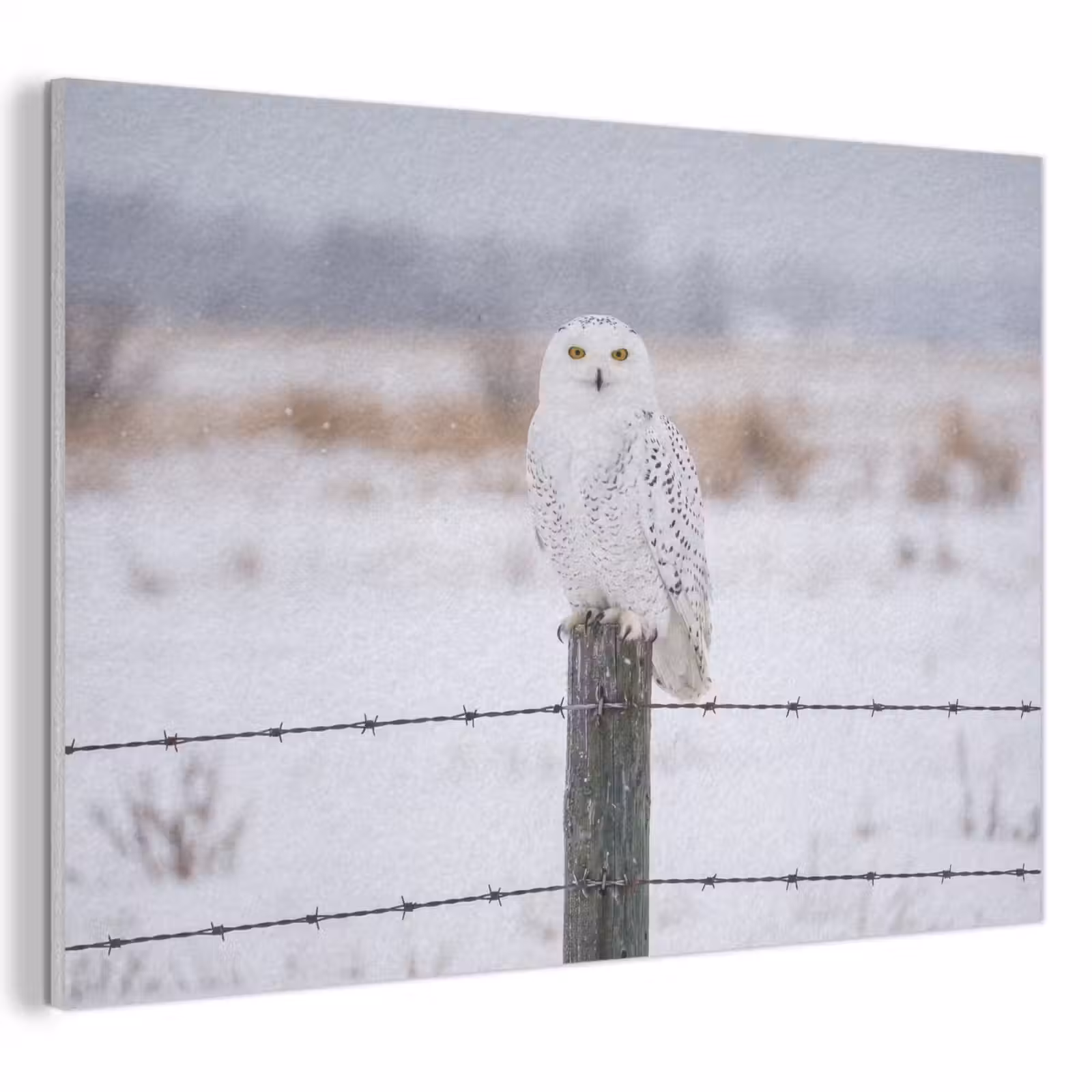 Akoestisch schilderij - Sneeuwuil - Hek - Sneeuw - Wit — 1