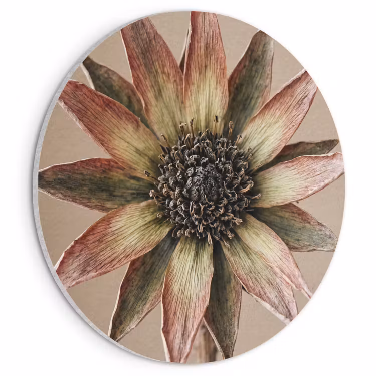 Akoestisch schilderij rond - Droogbloem - Protea - Vintage - Beige - Rustiek — 1