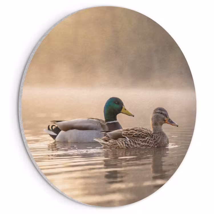 Akoestisch schilderij rond - Eenden - Water - Mist - Natuur — 1