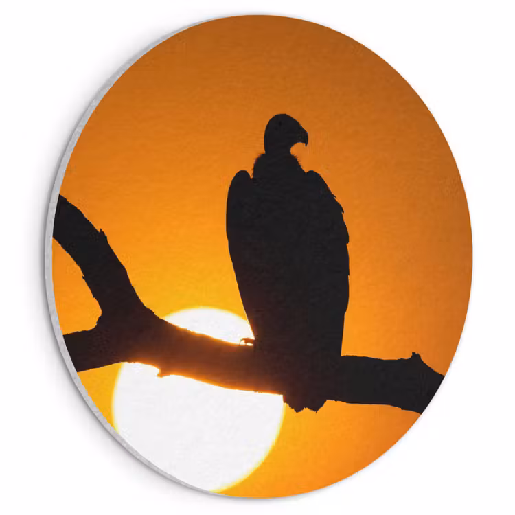 Akoestisch schilderij rond - Gier - Tak - Zon - Oranje — 1