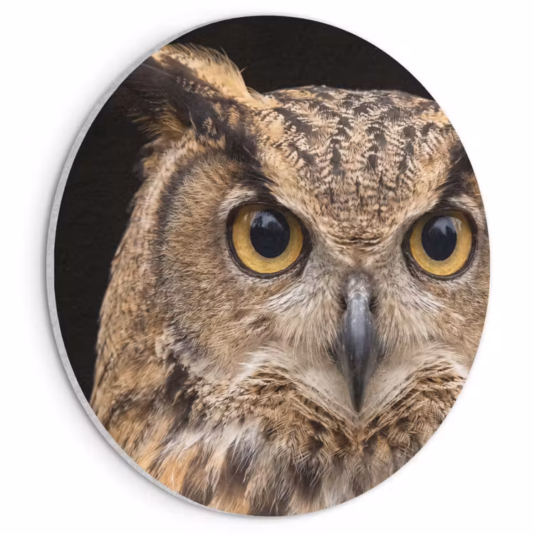 Akoestisch schilderij rond - Oehoe - Uil - Portret - Bruin — 1