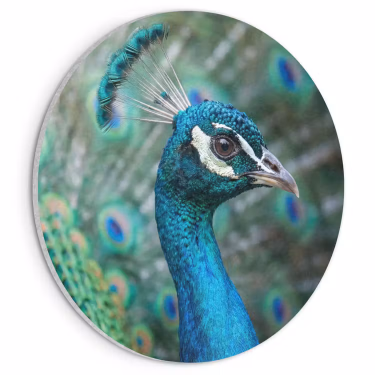 Akoestisch schilderij rond - Pauw - Veren - Blauw — 1