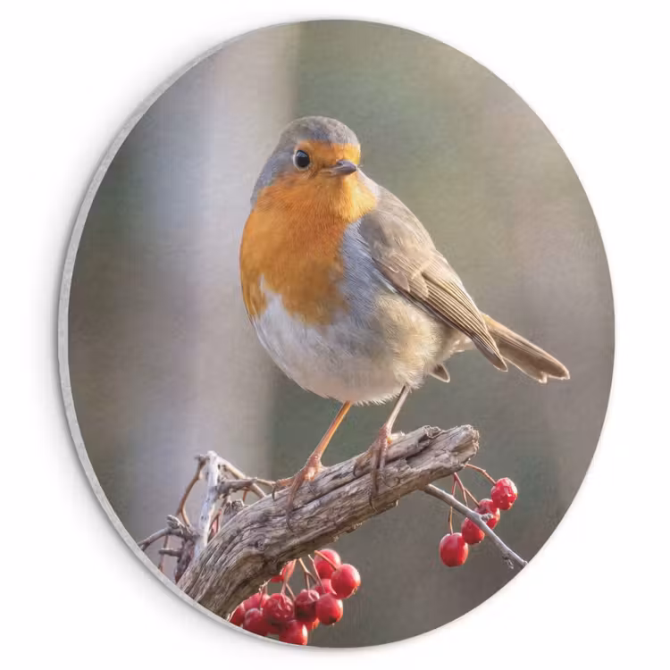Akoestisch schilderij rond - Roodborst - Tak - Bessen - Natuur — 1