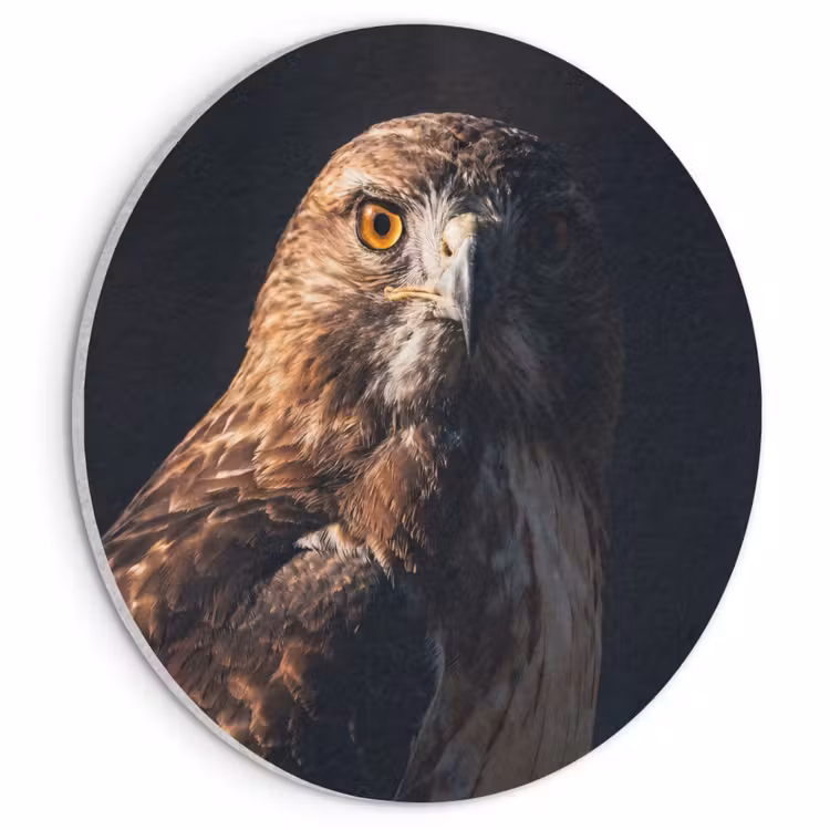 Akoestisch schilderij rond - Roofvogel - Buizerd - Bruin — 1