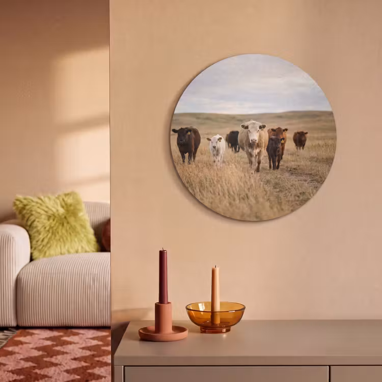 Akoestisch schilderij rond - Runderen - Kudde - Landschap - Weide - Rustig — 3