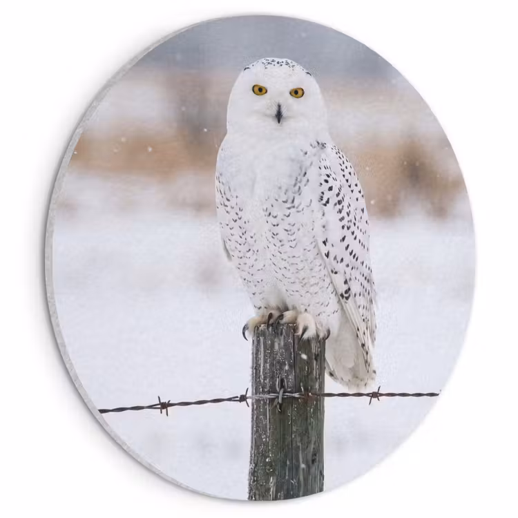 Akoestisch schilderij rond - Sneeuwuil - Hek - Sneeuw - Wit — 1