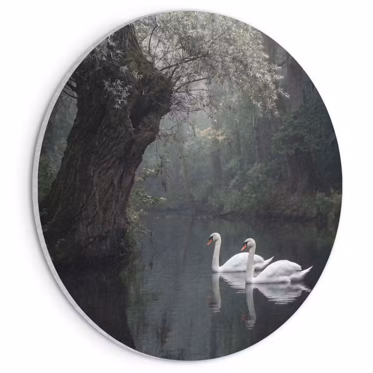 Akoestisch schilderij rond - Zwanen - Rivier - Bos — 1