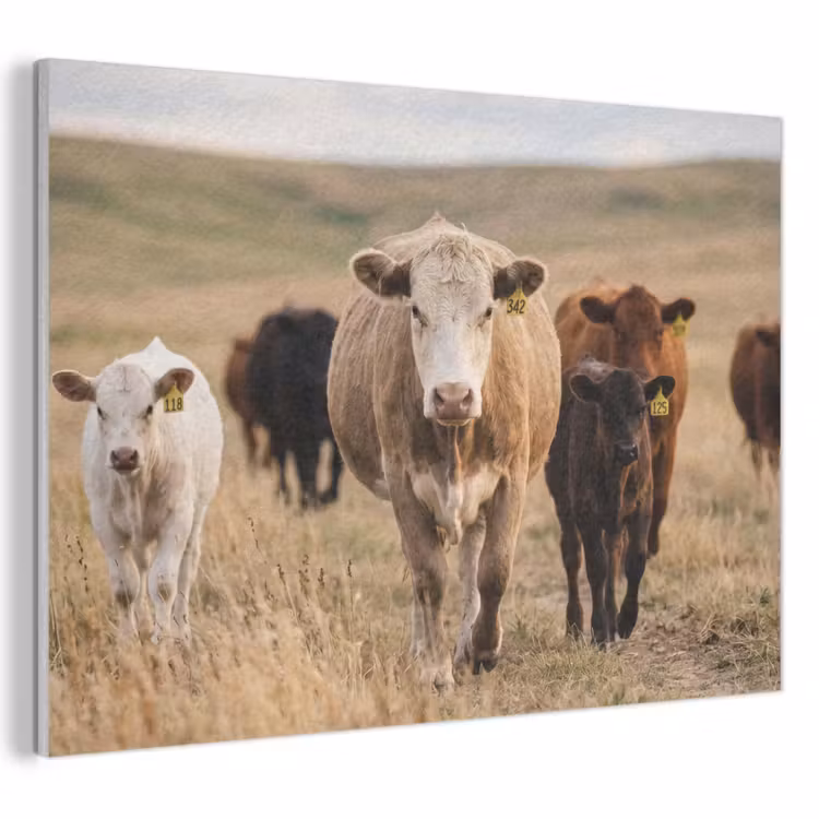 Akoestisch schilderij - Runderen - Kudde - Landschap - Weide - Rustig — 1