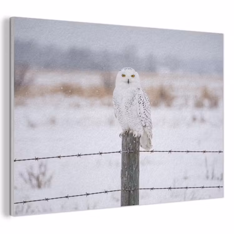 Akoestisch schilderij - Sneeuwuil - Hek - Sneeuw - Wit — 1