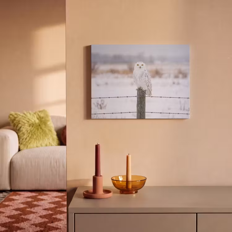 Akoestisch schilderij - Sneeuwuil - Hek - Sneeuw - Wit — 2