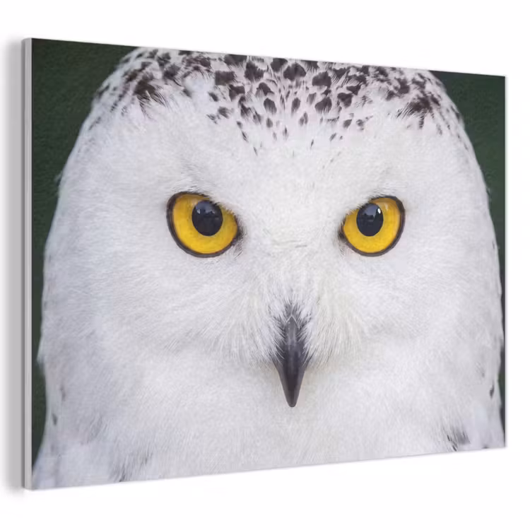 Akoestisch schilderij - Sneeuwuil - Portret - Geel — 1
