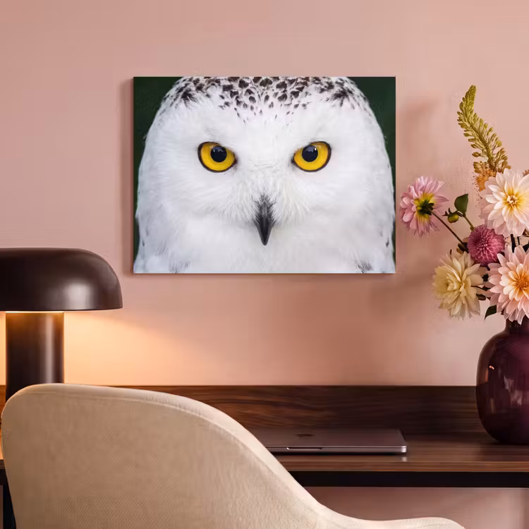 Akoestisch schilderij - Sneeuwuil - Portret - Geel — 4