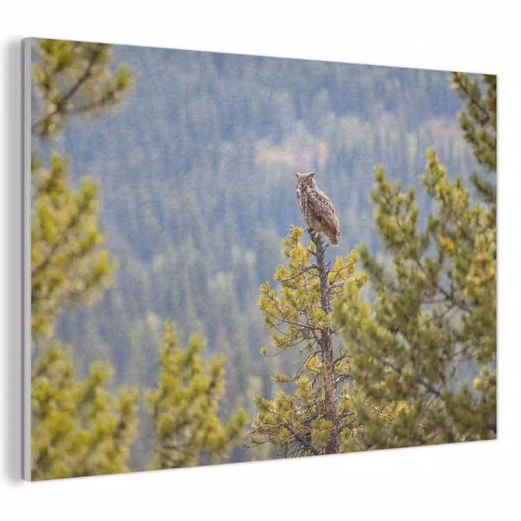 Akoestisch schilderij - Uil - Oehoe - Bomen - Natuur — 1