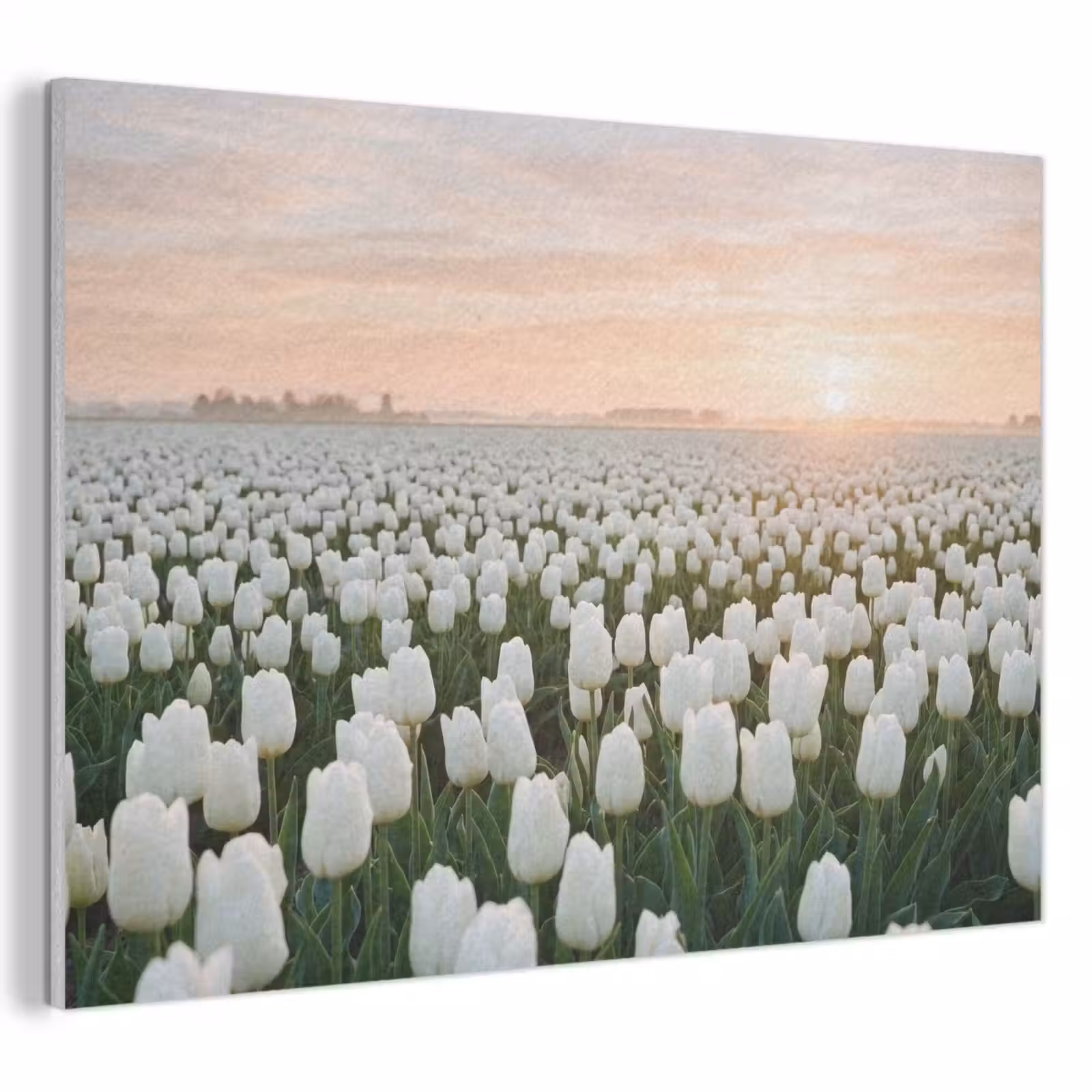Akoestisch schilderij - Tulpen - Landschap - Wit — 1
