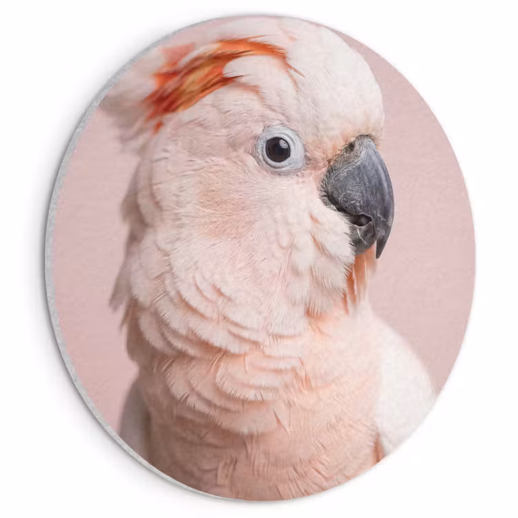 Akoestisch schilderij rond - Kaketoe - Portret - Roze — 1