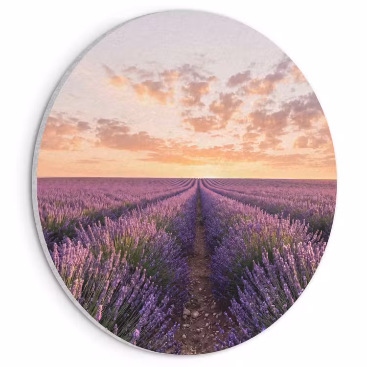 Akoestisch schilderij rond - Landschap - Lavendelveld - Paars — 1