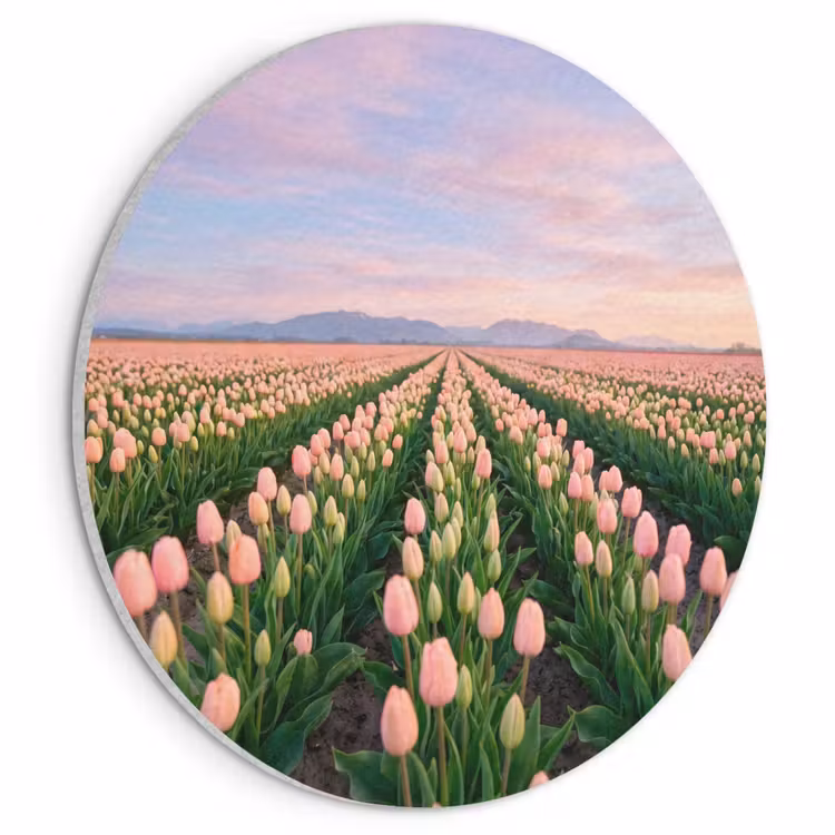 Akoestisch schilderij rond - Tulpen - Landschap - Roze — 1