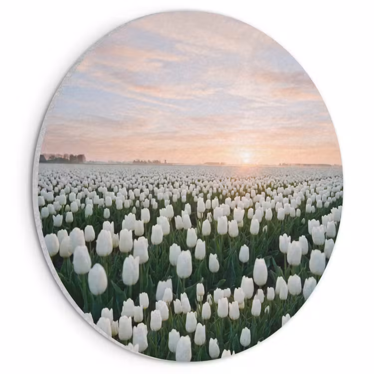 Akoestisch schilderij rond - Tulpen - Landschap - Wit — 1