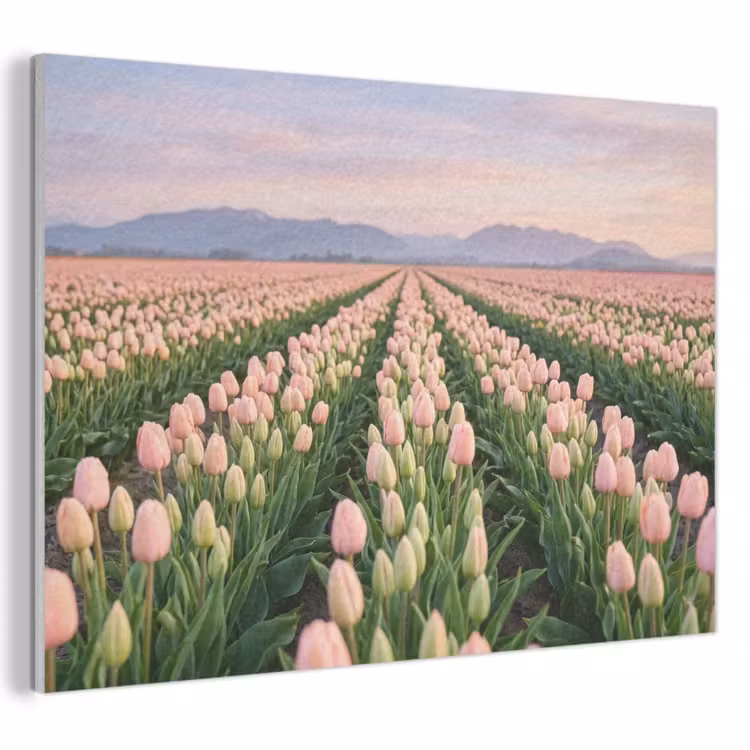 Akoestisch schilderij - Tulpen - Landschap - Roze — 1