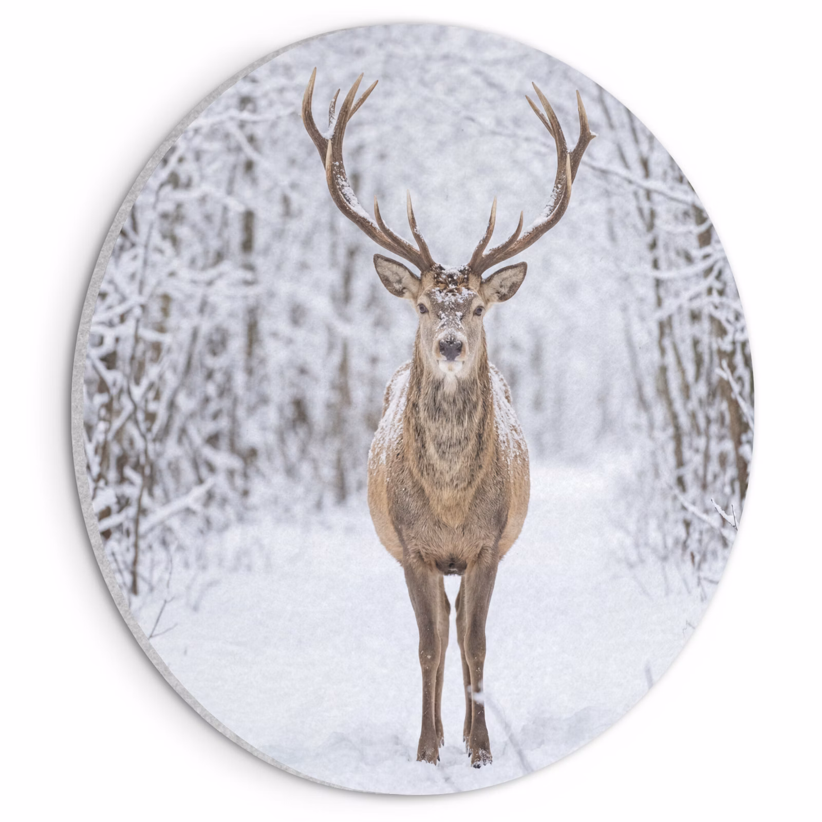 Akoestisch schilderij rond - Hert - Winter - Bos - Natuur - Wit — 1