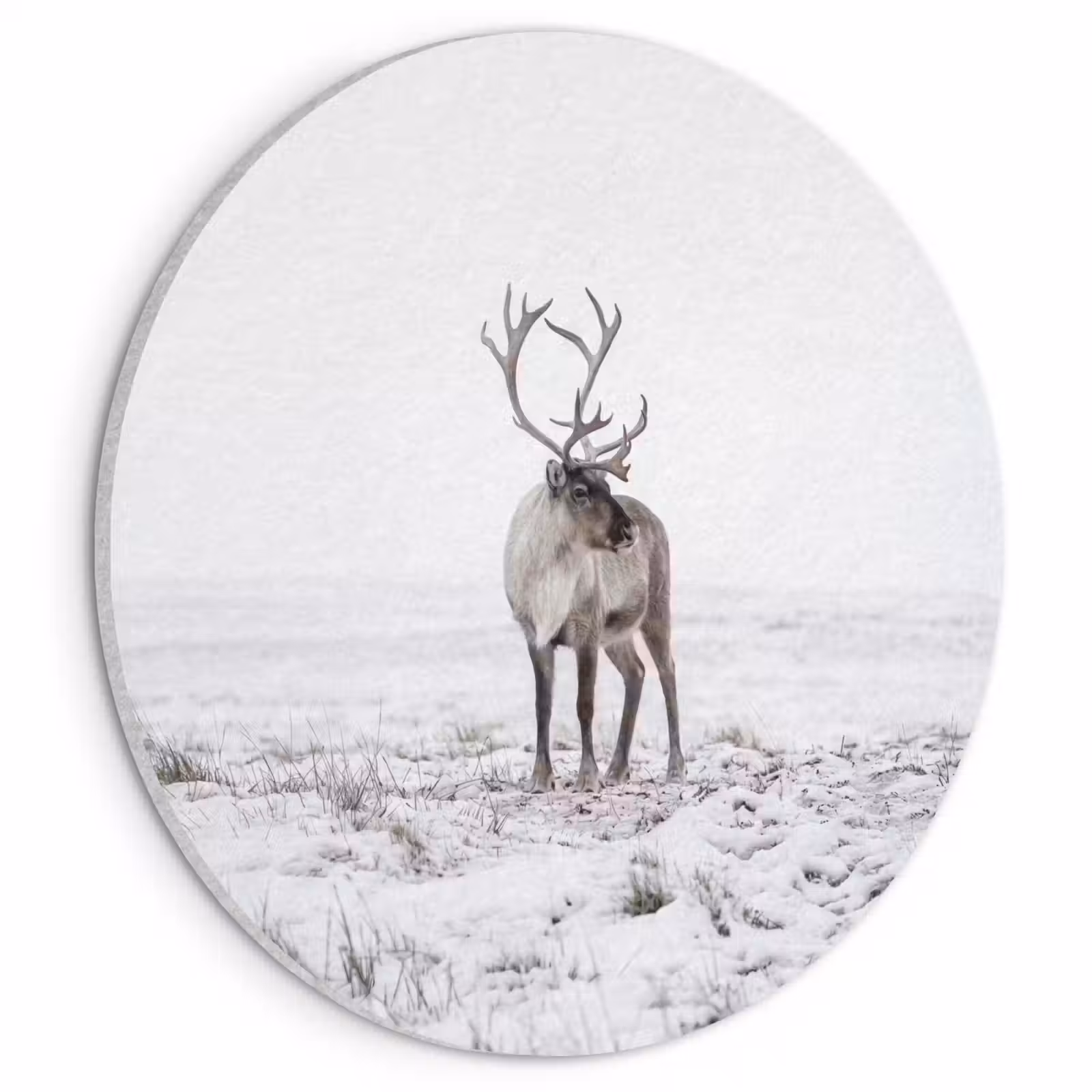 Akoestisch schilderij rond - Rendier - Gewei - Sneeuw - Winter — 1