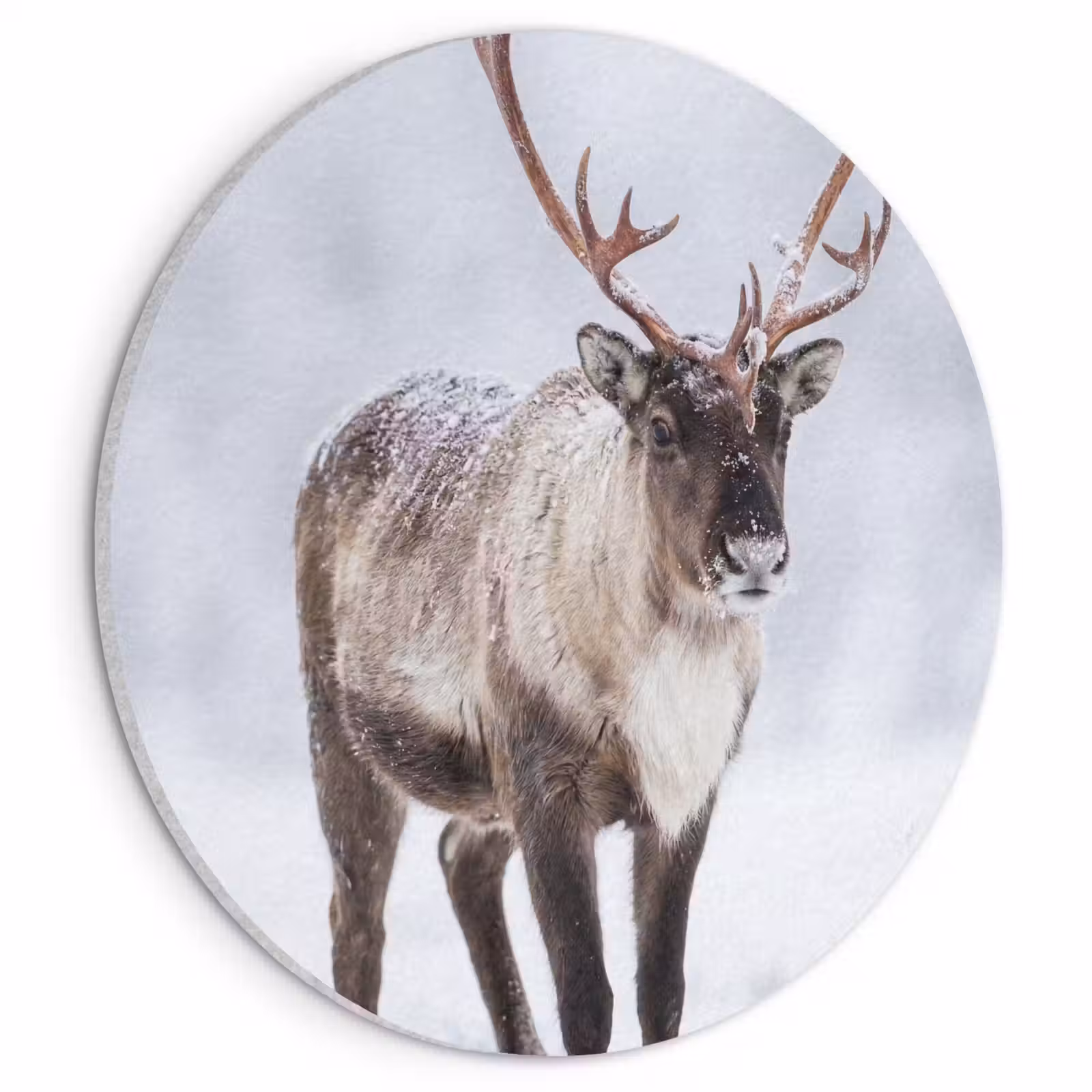 Akoestisch schilderij rond - Rendier - Gewei - Toendra - Sneeuw - Wild — 1