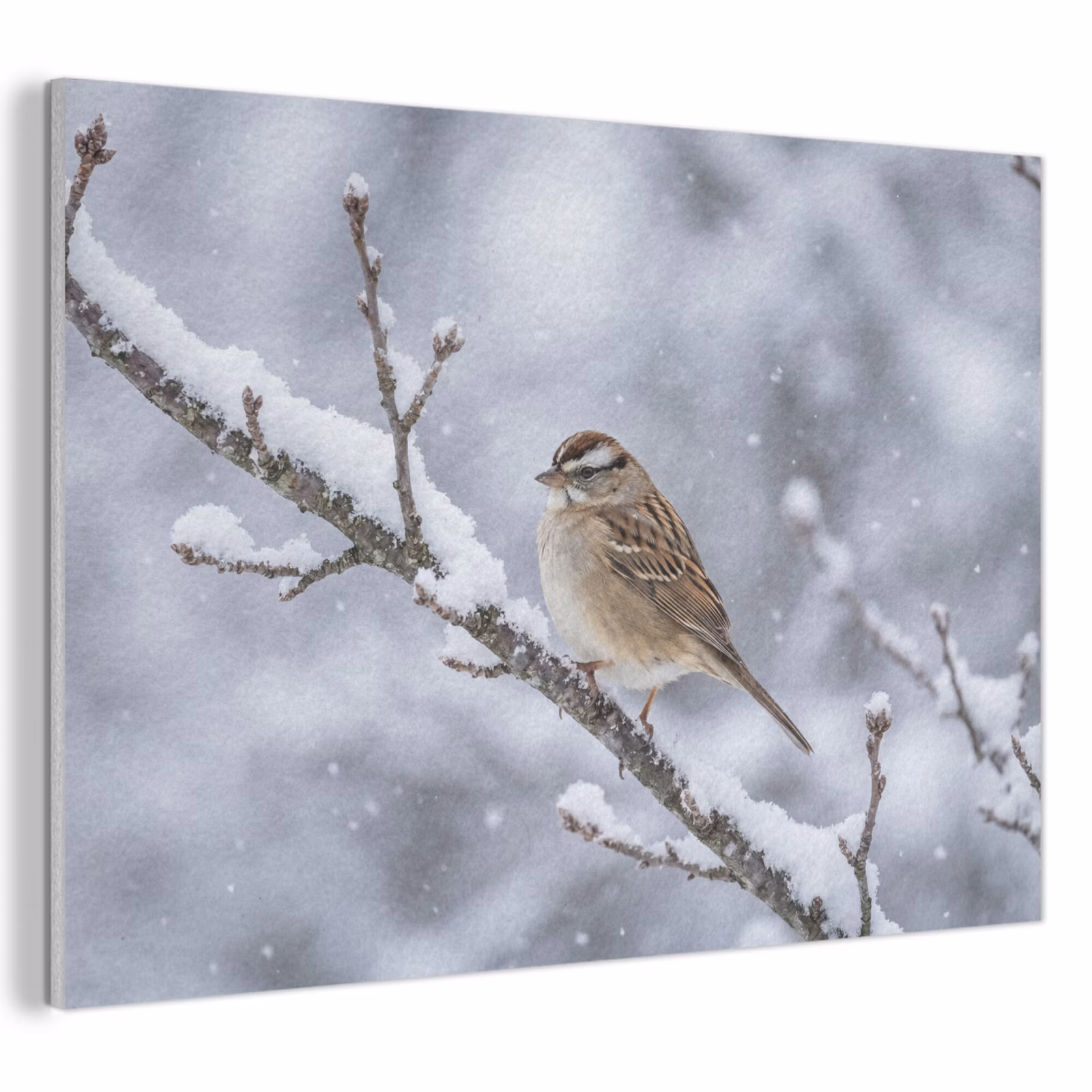 Akoestisch schilderij - Vogel - Tak - Sneeuw - Winter — 1