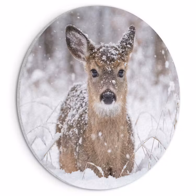 Akoestisch schilderij rond - Hert - Sneeuw - Bos - Dieren - Vertederend — 1