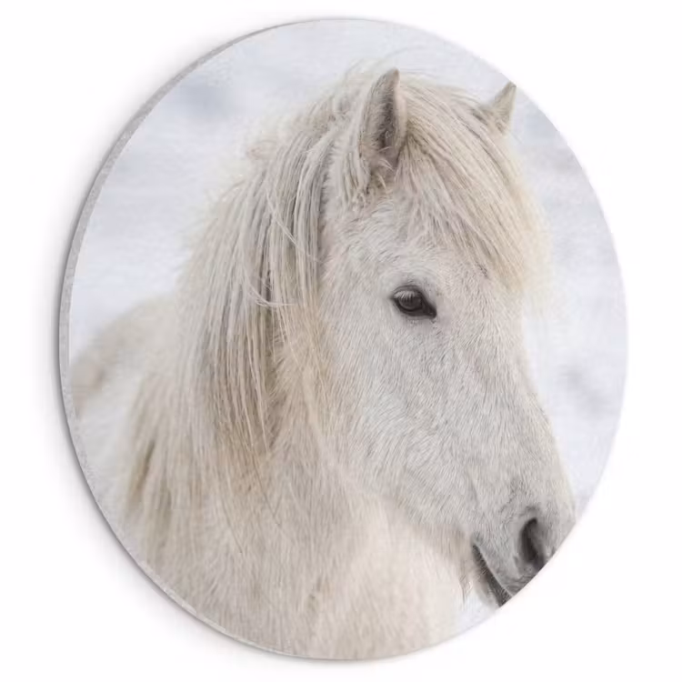 Akoestisch schilderij rond - Paard - Kop - Winter - Dieren - Wit — 1