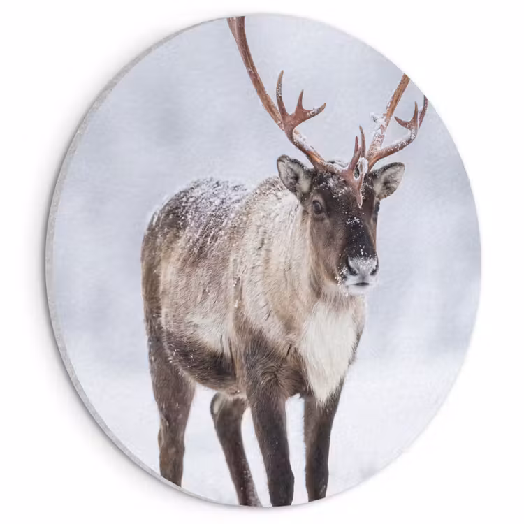 Akoestisch schilderij rond - Rendier - Gewei - Toendra - Sneeuw - Wild — 1