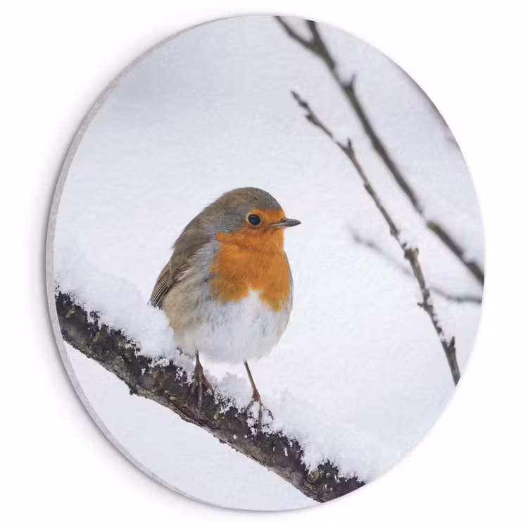 Akoestisch schilderij rond - Roodborstje - Tak - Sneeuw - Winter - Levendig — 1