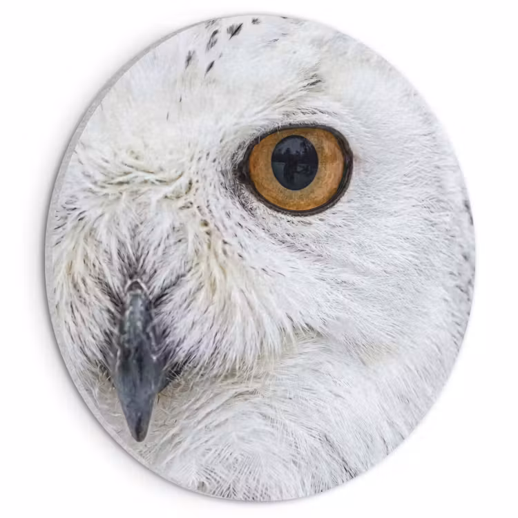 Akoestisch schilderij rond - Sneeuwuil - Oog - Wildlife - Wit — 1