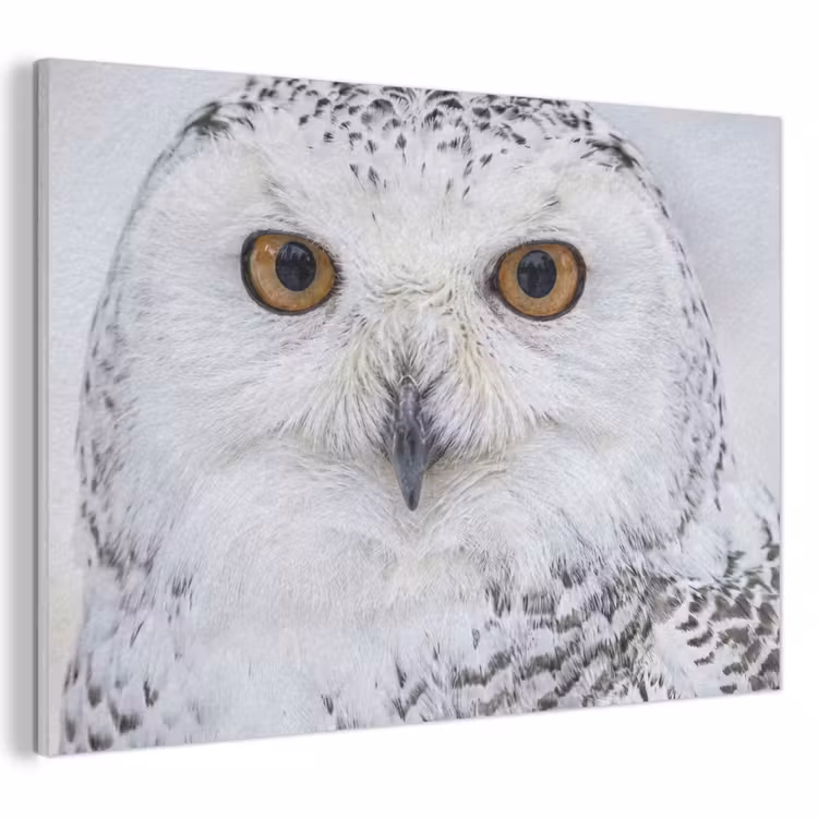 Akoestisch schilderij - Sneeuwuil - Oog - Wildlife - Wit — 1