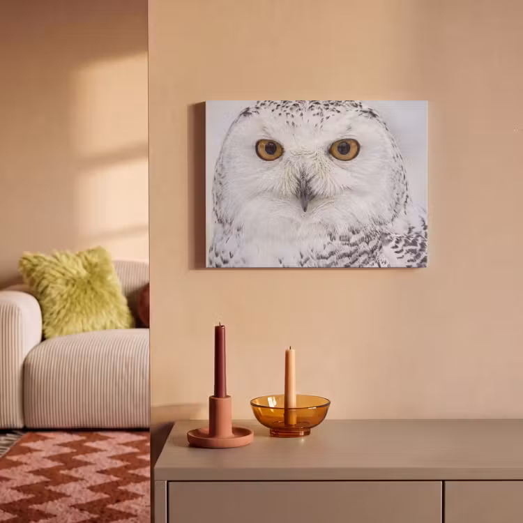 Akoestisch schilderij - Sneeuwuil - Oog - Wildlife - Wit — 2